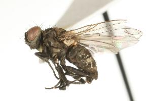  ( - CHU05-FLY-690)  @13 [ ] CreativeCommons - Attribution (2010) CBG Photography Group Centre for Biodiversity Genomics