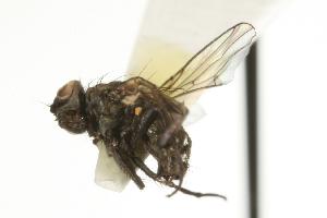  ( - CHU05-FLY-691)  @13 [ ] CreativeCommons - Attribution (2010) CBG Photography Group Centre for Biodiversity Genomics