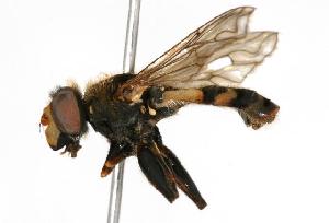  ( - CHU05-FLY-115)  @12 [ ] CreativeCommons - Attribution Non-Commercial (2010) Jeffrey H. Skevington Agriculture and Agri-Food Canada