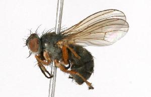  ( - CHU05-FLY-119)  @13 [ ] CreativeCommons - Attribution (2010) CBG Photography Group Centre for Biodiversity Genomics
