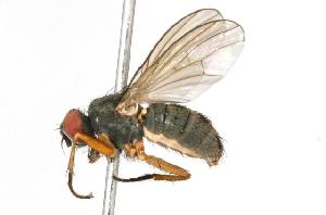  ( - CHU05-FLY-120)  @13 [ ] CreativeCommons - Attribution (2010) CBG Photography Group Centre for Biodiversity Genomics