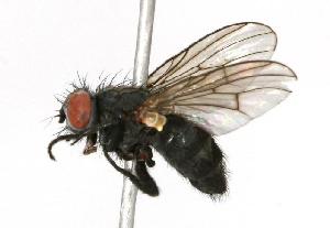  (Spilogona sororcula - CHU05-FLY-134)  @14 [ ] CreativeCommons - Attribution (2010) CBG Photography Group Centre for Biodiversity Genomics