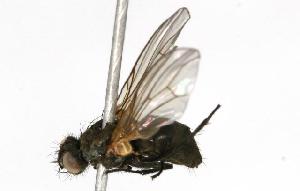  ( - CHU05-FLY-139)  @13 [ ] CreativeCommons - Attribution (2010) CBG Photography Group Centre for Biodiversity Genomics
