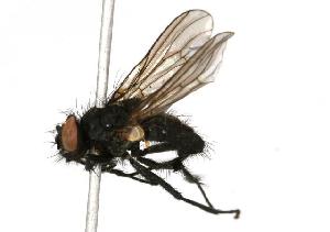  ( - CHU05-FLY-146)  @13 [ ] CreativeCommons - Attribution (2010) CBG Photography Group Centre for Biodiversity Genomics