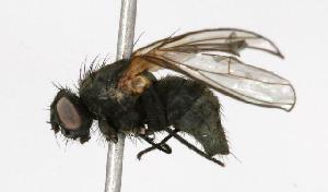 ( - CHU05-FLY-147)  @13 [ ] CreativeCommons - Attribution (2010) CBG Photography Group Centre for Biodiversity Genomics