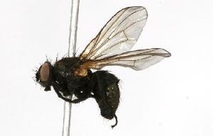  ( - CHU05-FLY-151)  @13 [ ] CreativeCommons - Attribution (2010) CBG Photography Group Centre for Biodiversity Genomics