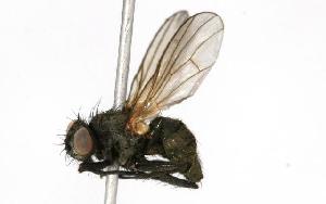  ( - CHU05-FLY-152)  @14 [ ] CreativeCommons - Attribution (2010) CBG Photography Group Centre for Biodiversity Genomics