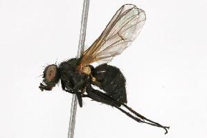  ( - CHU05-FLY-155)  @14 [ ] CreativeCommons - Attribution (2010) CBG Photography Group Centre for Biodiversity Genomics
