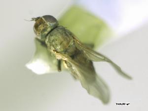  ( - CHU05-FLY-357)  @12 [ ] CreativeCommons - Attribution (2010) CBG Photography Group Centre for Biodiversity Genomics