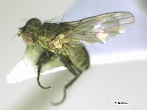  ( - CHU05-FLY-371)  @13 [ ] CreativeCommons - Attribution (2010) CBG Photography Group Centre for Biodiversity Genomics