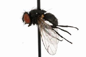  ( - CHU06-FLY-023)  @12 [ ] CreativeCommons - Attribution (2010) CBG Photography Group Centre for Biodiversity Genomics