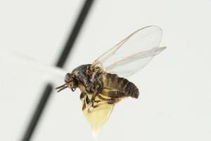  ( - CHU06-FLB-008)  @13 [ ] CreativeCommons - Attribution (2010) CBG Photography Group Centre for Biodiversity Genomics