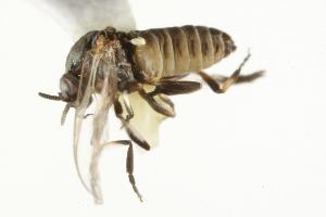  ( - CHU06-FLB-035)  @13 [ ] CreativeCommons - Attribution (2010) CBG Photography Group Centre for Biodiversity Genomics