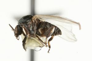  ( - CHU06-FLB-061)  @13 [ ] CreativeCommons - Attribution (2010) CBG Photography Group Centre for Biodiversity Genomics