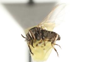  ( - CHU06-FLB-187)  @13 [ ] CreativeCommons - Attribution (2010) CBG Photography Group Centre for Biodiversity Genomics