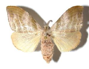  ( - 97-SRNP-5858)  @14 [ ] CreativeCommons - Attribution Non-Commercial Share-Alike (2006) Daniel H. Janzen Guanacaste Dry Forest Conservation Fund