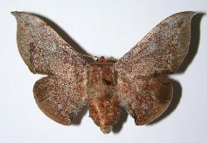  ( - 99-SRNP-1375)  @14 [ ] CreativeCommons - Attribution Non-Commercial Share-Alike (2013) Daniel H. Janzen Guanacaste Dry Forest Conservation Fund