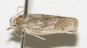  ( - 03-SRNP-10781)  @13 [ ] CreativeCommons - Attribution Non-Commercial Share-Alike (2013) Daniel H. Janzen Guanacaste Dry Forest Conservation Fund