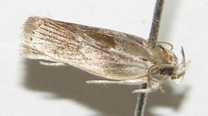  ( - 03-SRNP-10781)  @13 [ ] CreativeCommons - Attribution Non-Commercial Share-Alike (2013) Daniel H. Janzen Guanacaste Dry Forest Conservation Fund