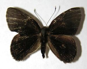  ( - 06-SRNP-32092)  @14 [ ] CreativeCommons - Attribution Non-Commercial Share-Alike (2006) Daniel H. Janzen Guanacaste Dry Forest Conservation Fund