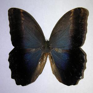  ( - 06-SRNP-44145)  @14 [ ] CreativeCommons - Attribution Non-Commercial Share-Alike (2007) Daniel H. Janzen Guanacaste Dry Forest Conservation Fund