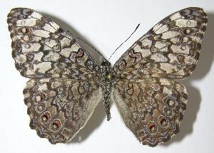  ( - 07-SRNP-55979)  @14 [ ] CreativeCommons - Attribution Non-Commercial Share-Alike (2007) Daniel H. Janzen Guanacaste Dry Forest Conservation Fund