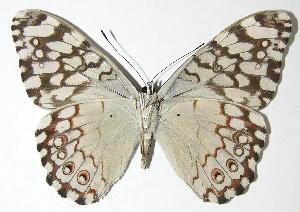  ( - 07-SRNP-55979)  @14 [ ] CreativeCommons - Attribution Non-Commercial Share-Alike (2007) Daniel H. Janzen Guanacaste Dry Forest Conservation Fund