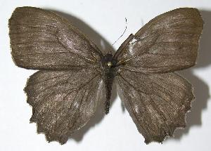  ( - 07-SRNP-56265)  @14 [ ] CreativeCommons - Attribution Non-Commercial Share-Alike (2007) Daniel H. Janzen Guanacaste Dry Forest Conservation Fund