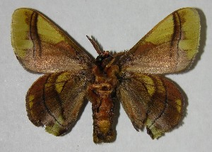  ( - 07-SRNP-2107)  @14 [ ] CreativeCommons - Attribution Non-Commercial Share-Alike (2007) Daniel H. Janzen Guanacaste Dry Forest Conservation Fund