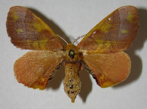  ( - 07-SRNP-2108)  @14 [ ] CreativeCommons - Attribution Non-Commercial Share-Alike (2007) Daniel H. Janzen Guanacaste Dry Forest Conservation Fund