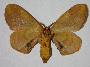  ( - 07-SRNP-2108)  @14 [ ] CreativeCommons - Attribution Non-Commercial Share-Alike (2007) Daniel H. Janzen Guanacaste Dry Forest Conservation Fund