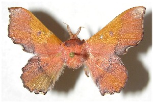  ( - 07-SRNP-12186)  @13 [ ] CreativeCommons - Attribution Non-Commercial Share-Alike (2008) Daniel H. Janzen Guanacaste Dry Forest Conservation Fund
