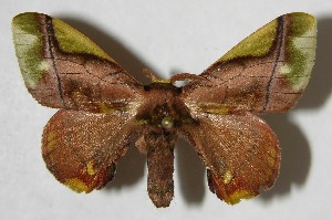  ( - 07-SRNP-3015)  @14 [ ] CreativeCommons - Attribution Non-Commercial Share-Alike (2008) Daniel H. Janzen Guanacaste Dry Forest Conservation Fund