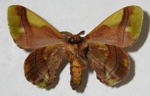  ( - 07-SRNP-3015)  @14 [ ] CreativeCommons - Attribution Non-Commercial Share-Alike (2008) Daniel H. Janzen Guanacaste Dry Forest Conservation Fund