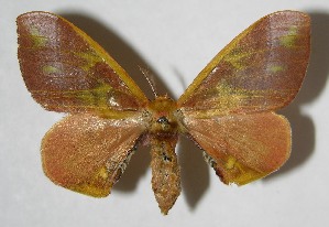  ( - 07-SRNP-3016)  @14 [ ] CreativeCommons - Attribution Non-Commercial Share-Alike (2008) Daniel H. Janzen Guanacaste Dry Forest Conservation Fund