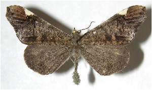  ( - 07-SRNP-45494)  @14 [ ] CreativeCommons - Attribution Non-Commercial Share-Alike (2008) Daniel H. Janzen Guanacaste Dry Forest Conservation Fund