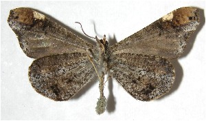  ( - 07-SRNP-45494)  @14 [ ] CreativeCommons - Attribution Non-Commercial Share-Alike (2008) Daniel H. Janzen Guanacaste Dry Forest Conservation Fund