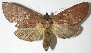  ( - 07-SRNP-60407)  @14 [ ] CreativeCommons - Attribution Non-Commercial Share-Alike (2013) Daniel H. Janzen Guanacaste Dry Forest Conservation Fund