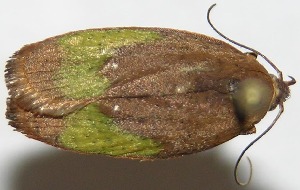  ( - 07-SRNP-4367)  @14 [ ] CreativeCommons - Attribution Non-Commercial Share-Alike (2008) Daniel H. Janzen Guanacaste Dry Forest Conservation Fund