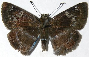  ( - 08-SRNP-1036)  @14 [ ] CreativeCommons - Attribution Non-Commercial Share-Alike (2009) Daniel H. Janzen Guanacaste Dry Forest Conservation Fund