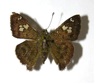  ( - 08-SRNP-31062)  @14 [ ] CreativeCommons - Attribution Non-Commercial Share-Alike (2009) Daniel H. Janzen Guanacaste Dry Forest Conservation Fund