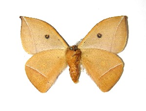  ( - 08-SRNP-70101)  @14 [ ] CreativeCommons - Attribution Non-Commercial Share-Alike (2010) Daniel H. Janzen Guanacaste Dry Forest Conservation Fund