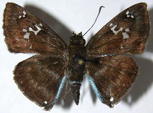  ( - 08-SRNP-70469)  @14 [ ] CreativeCommons - Attribution Non-Commercial Share-Alike (2009) Daniel H. Janzen Guanacaste Dry Forest Conservation Fund