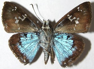  ( - 08-SRNP-70469)  @14 [ ] CreativeCommons - Attribution Non-Commercial Share-Alike (2009) Daniel H. Janzen Guanacaste Dry Forest Conservation Fund