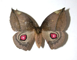  ( - 08-SRNP-72410)  @14 [ ] CreativeCommons - Attribution Non-Commercial Share-Alike (2010) Daniel H. Janzen Guanacaste Dry Forest Conservation Fund