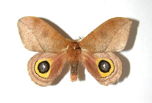  ( - 07-SRNP-46512)  @14 [ ] CreativeCommons - Attribution Non-Commercial Share-Alike (2010) Daniel H. Janzen Guanacaste Dry Forest Conservation Fund