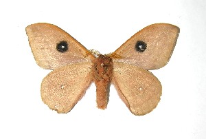  ( - 07-SRNP-46512)  @14 [ ] CreativeCommons - Attribution Non-Commercial Share-Alike (2010) Daniel H. Janzen Guanacaste Dry Forest Conservation Fund