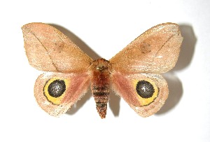  ( - 07-SRNP-60456)  @14 [ ] CreativeCommons - Attribution Non-Commercial Share-Alike (2010) Daniel H. Janzen Guanacaste Dry Forest Conservation Fund