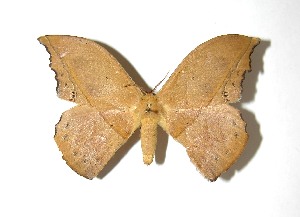  ( - 08-SRNP-31204)  @14 [ ] CreativeCommons - Attribution Non-Commercial Share-Alike (2010) Daniel H. Janzen Guanacaste Dry Forest Conservation Fund