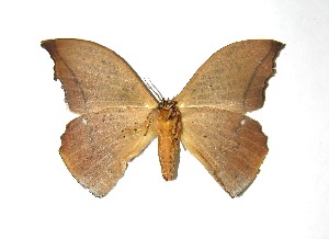  ( - 08-SRNP-31204)  @14 [ ] CreativeCommons - Attribution Non-Commercial Share-Alike (2010) Daniel H. Janzen Guanacaste Dry Forest Conservation Fund